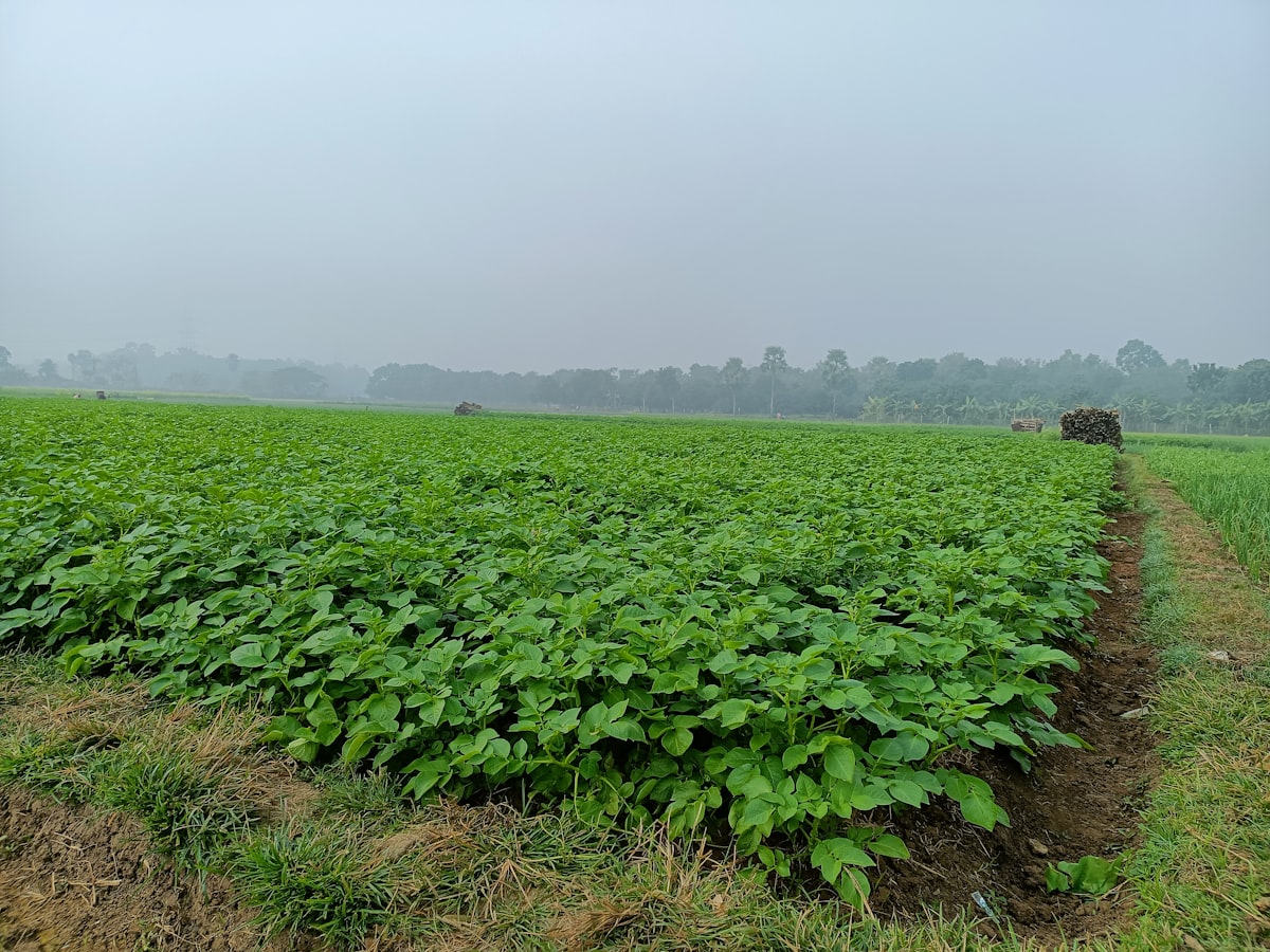 Weites Feld mit grünen Kartoffelpflanzen an einem nebligen Tag