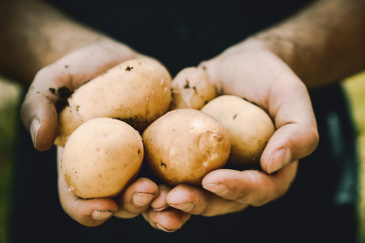 Mehrere frisch geerntete Kartoffeln nahaufnahme