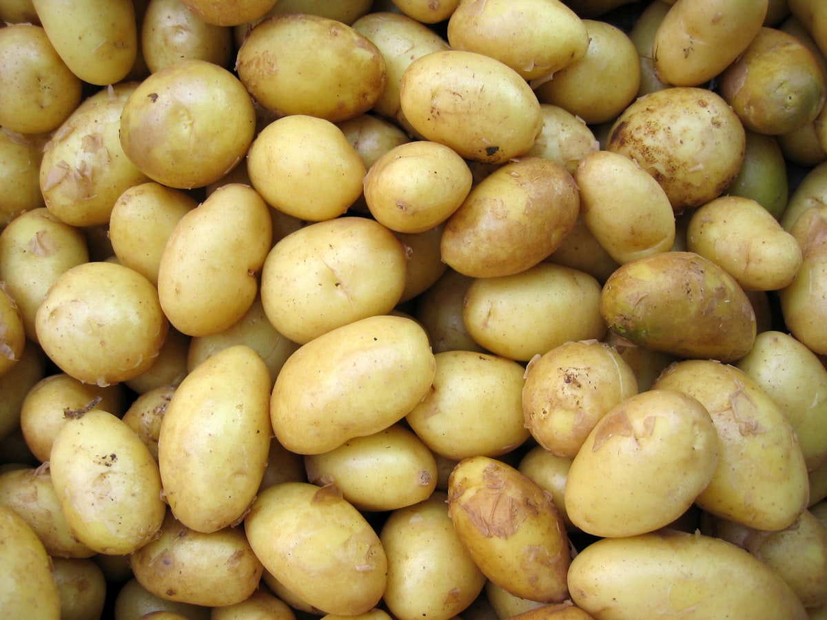 Kartoffeln bereit für den Großhandel