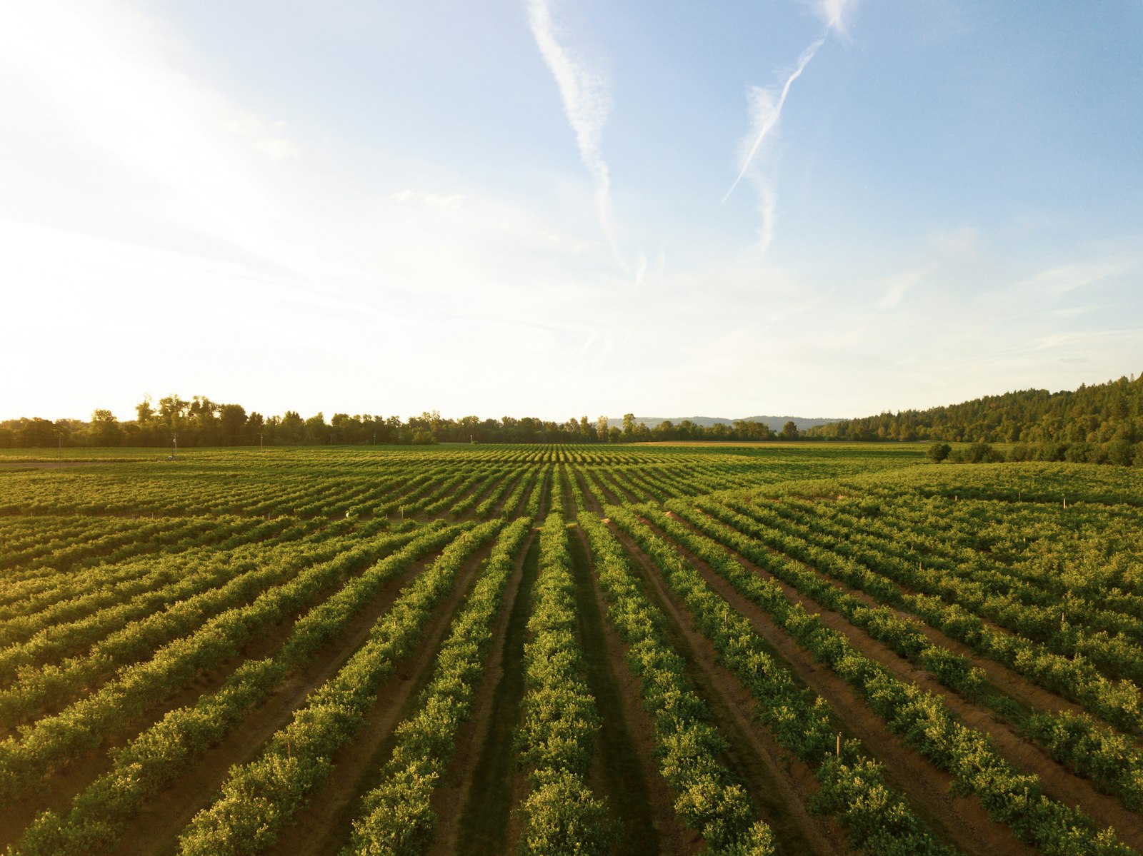 Reihen von Kartoffelpflanzen auf einem Feld im Abendlicht